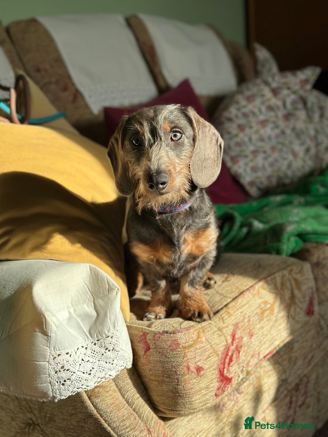 Dachshund dogs for stud: Standard Wire-haired Dachshund for stud - Image 8