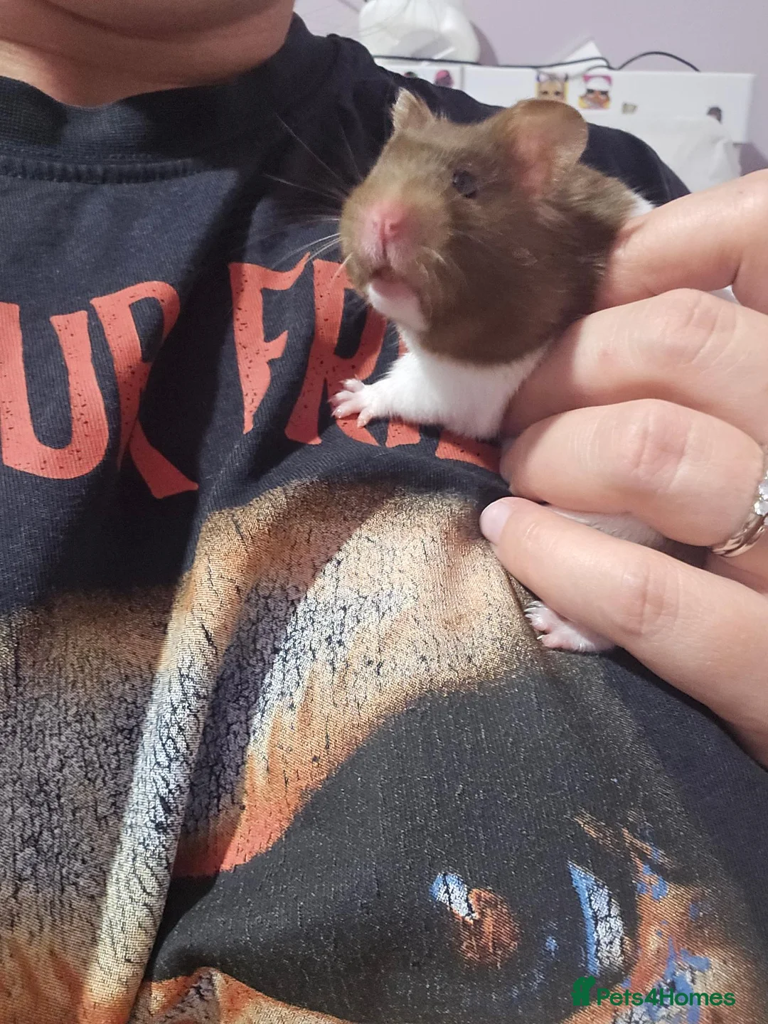 Hamster rodents for sale: Syrian Hamster in Sheerness - Advert 2