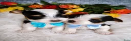 Biewer Terrier dogs for sale: 2 amaizing boys Amorek&Armani - Advert 10