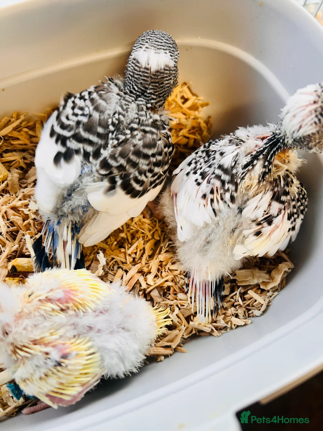 Budgerigars birds for sale: Adorable Handreared  baby budgies  - Advert 6