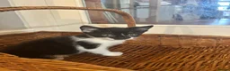 Mixed Breed cats for sale: Beautiful short-haired black and white kittens in Sudbury - Advert 2