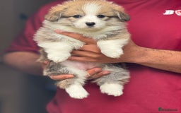 Welsh Corgi Pembroke dogs for sale:  Corgi Pembroke puppies available to loving homes - Image 14