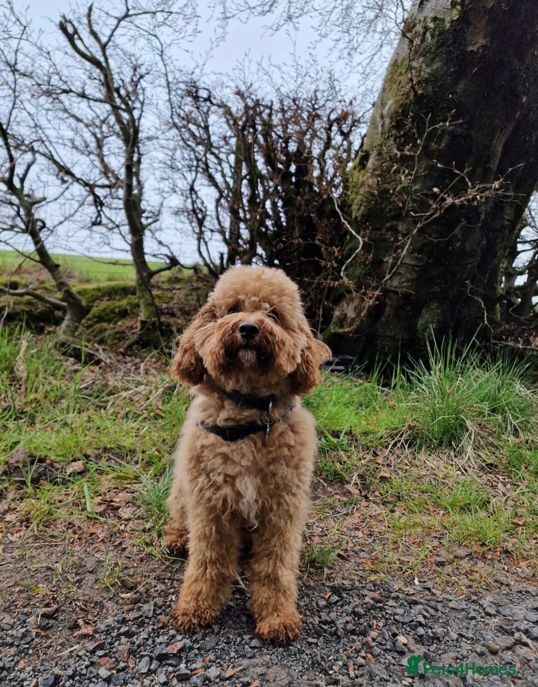Cavapoo dogs for sale: Gorgeous F1 Cavapoo puppies. Health tested parents - Advert 8