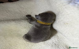 Whippet dogs for sale: Pedigree Purebred Blue and Two Toned Whippets - Image 20