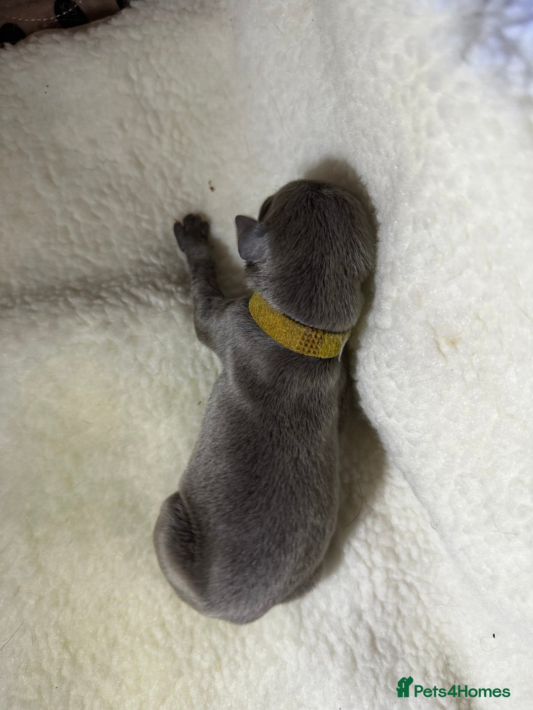 Whippet dogs for sale: Pedigree Purebred Blue and Two Toned Whippets - Image 20