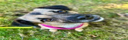 Mixed Breed dogs for adoption: Meet Marlene  12 months old  7kg Romanian mix  - Advert 3