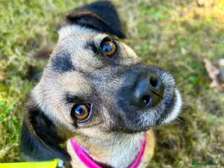 Mixed Breed dogs Meet Marlene 12 months old 7kg Romanian mix - Advert 5