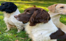 English Springer Spaniel dogs for sale: KC Working Springer Spaniel Puppies - Image 21