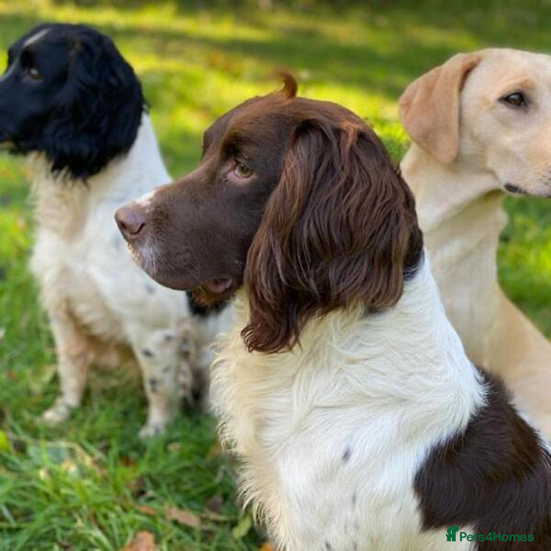 English Springer Spaniel dogs for sale: KC Working Springer Spaniel Puppies - Image 21