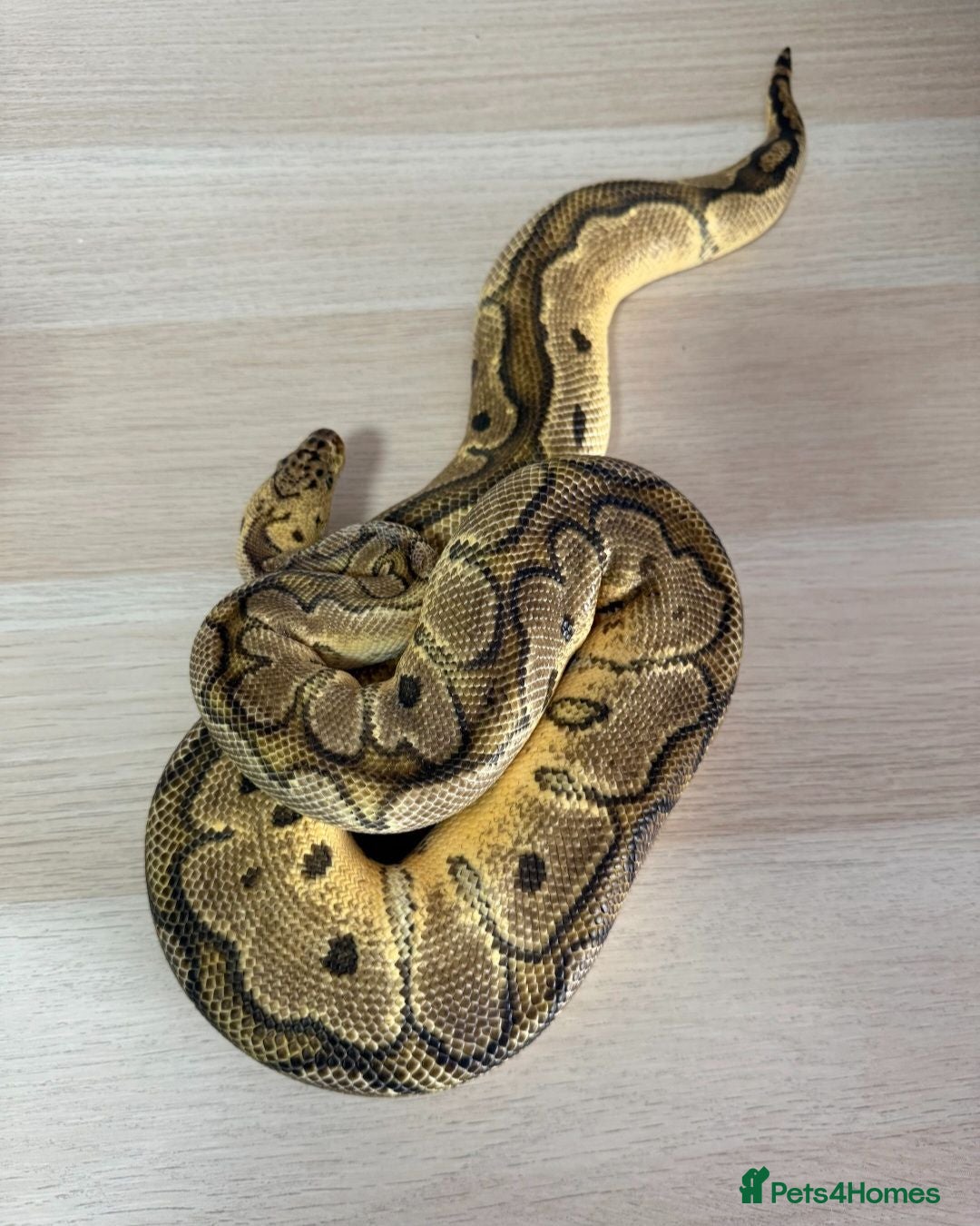 Python Snake reptiles Mixed Ball Python Sale - Advert 2