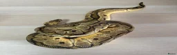 Python Snake reptiles for sale: Mixed Ball Python Sale - Advert 2
