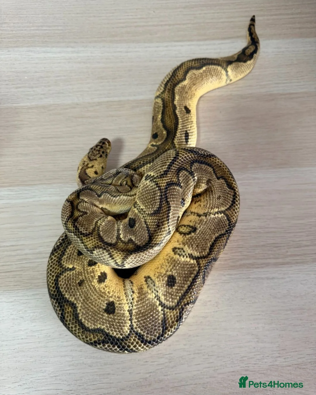 Python Snake reptiles for sale: Mixed Ball Python Sale - Advert 2