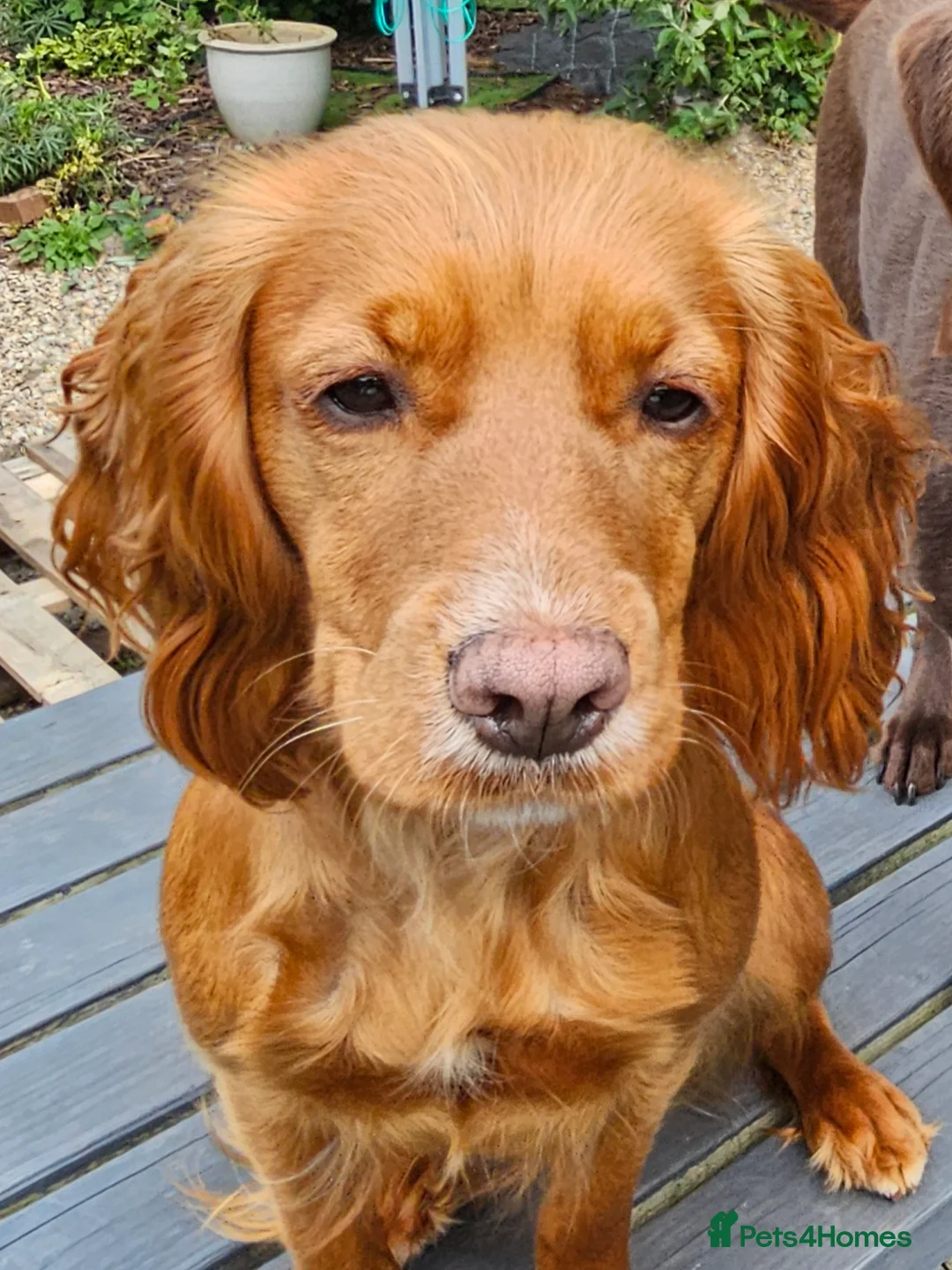 Cocker Spaniel dogs for stud: STUD COCKER SPANIEL WANTED in Driffield - Advert 4
