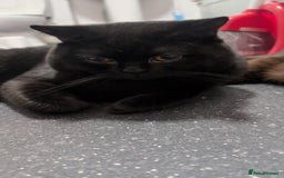 British Shorthair cats for sale: British short hair black - Image 5