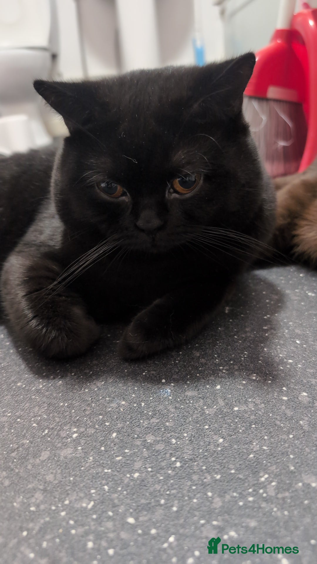 British Shorthair cats for sale: British short hair black - Image 5