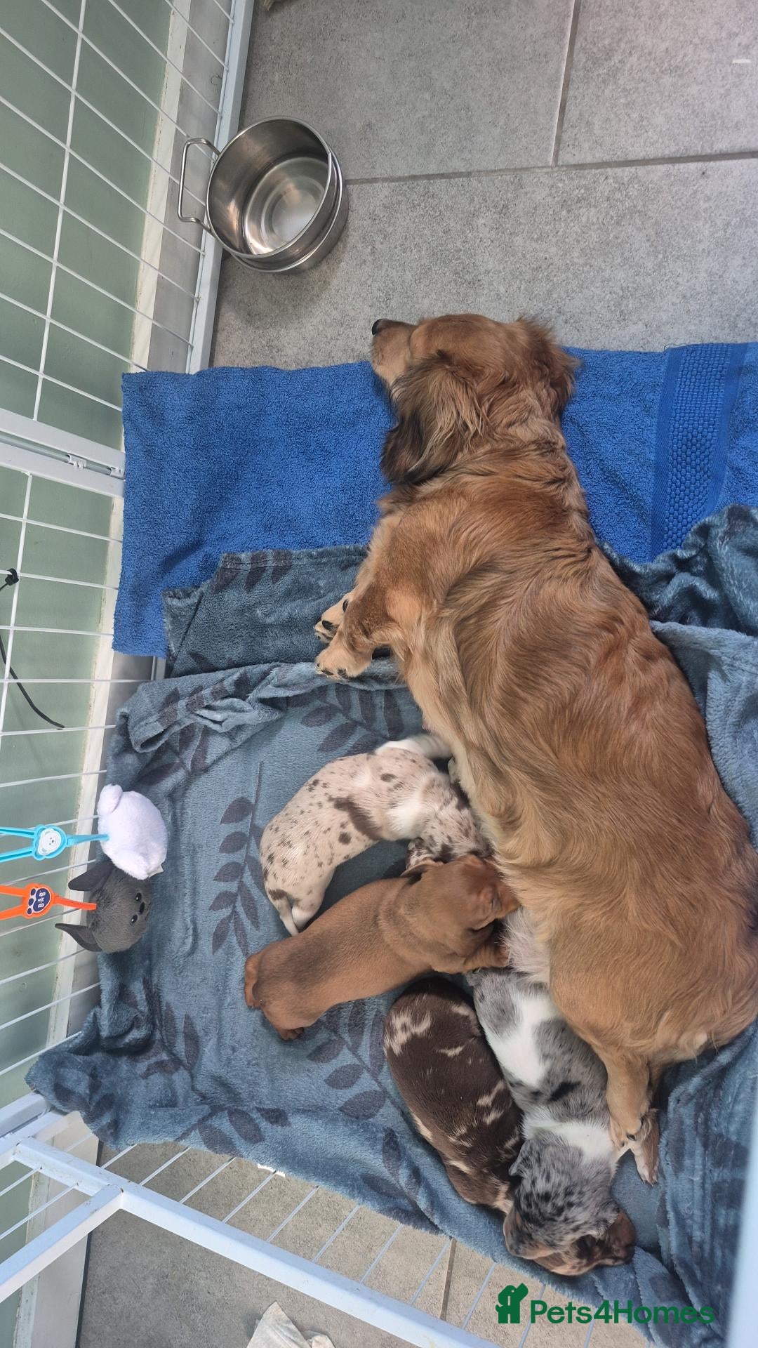 Miniature Dachshund dogs for sale: Miniature dachshund last boy red - Advert 1