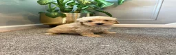 Coton De Tulear dogs for sale: COTON NOODLES PUPPIES READY NOW  - Advert 7