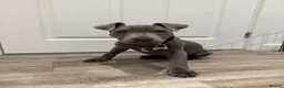 Staffordshire Bull Terrier dogs for sale: 12 week old Staffordshire bull terrier - REHOMING  - Advert 2