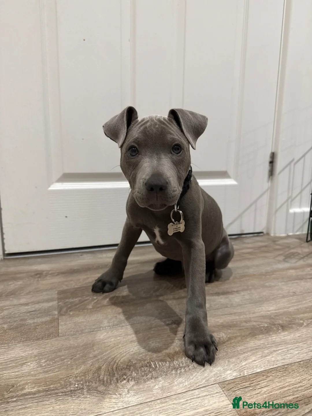 Staffordshire Bull Terrier dogs for sale: 12 week old Staffordshire bull terrier - REHOMING  - Advert 2