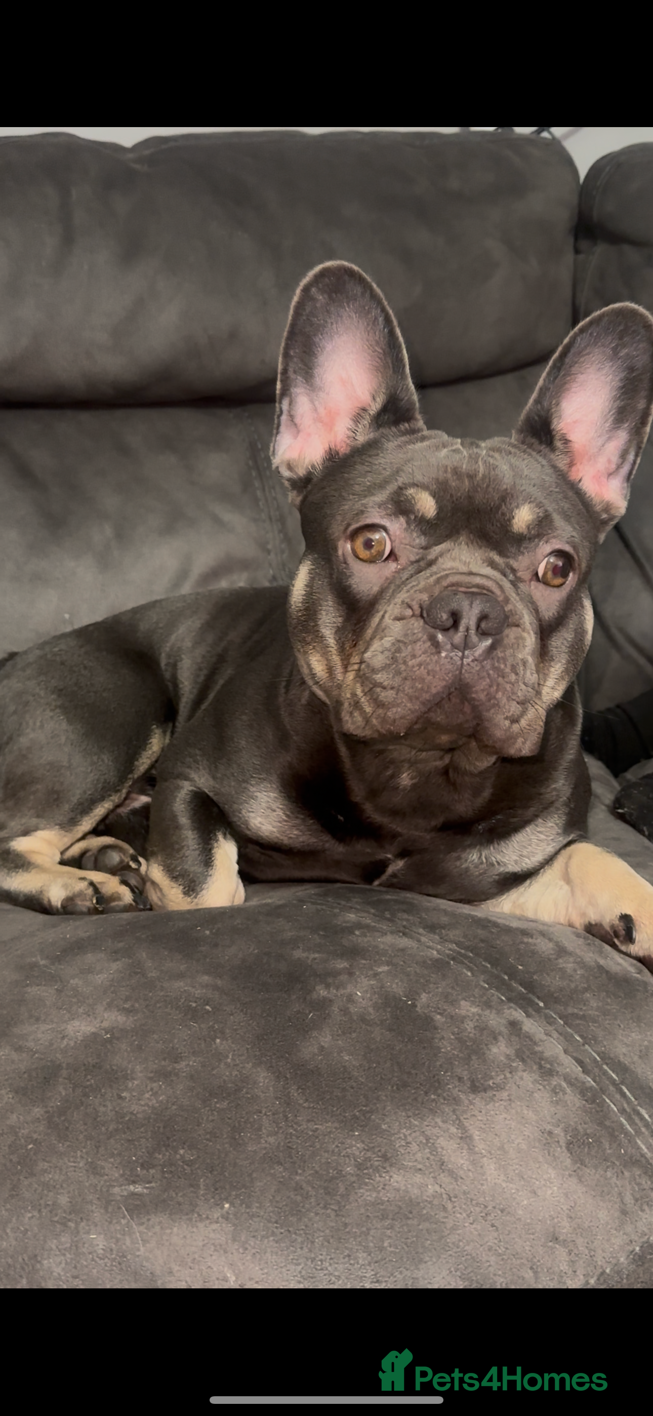 French Bulldog dogs Beautiful Bodhi  - Advert 1