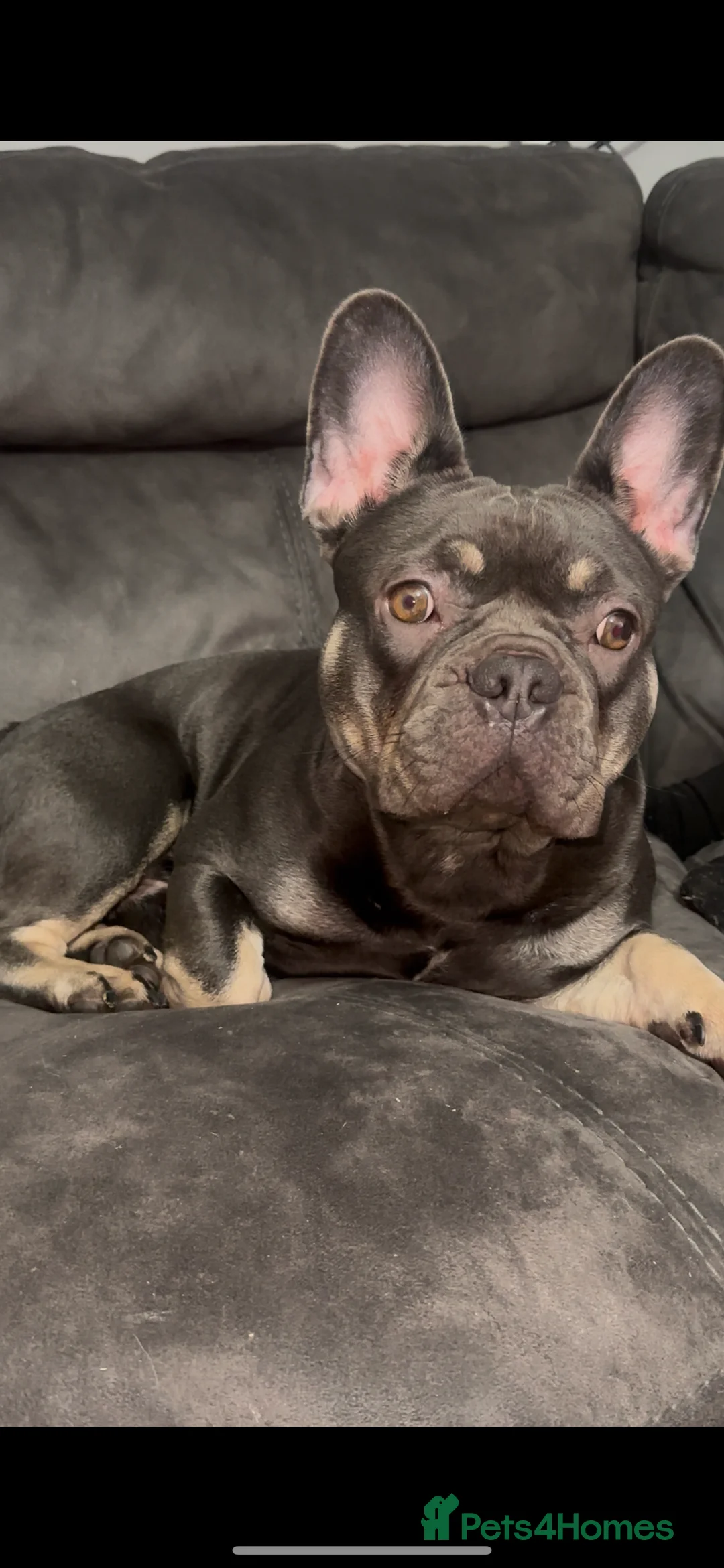 French Bulldog dogs for sale: Beautiful Bodhi  - Advert 1