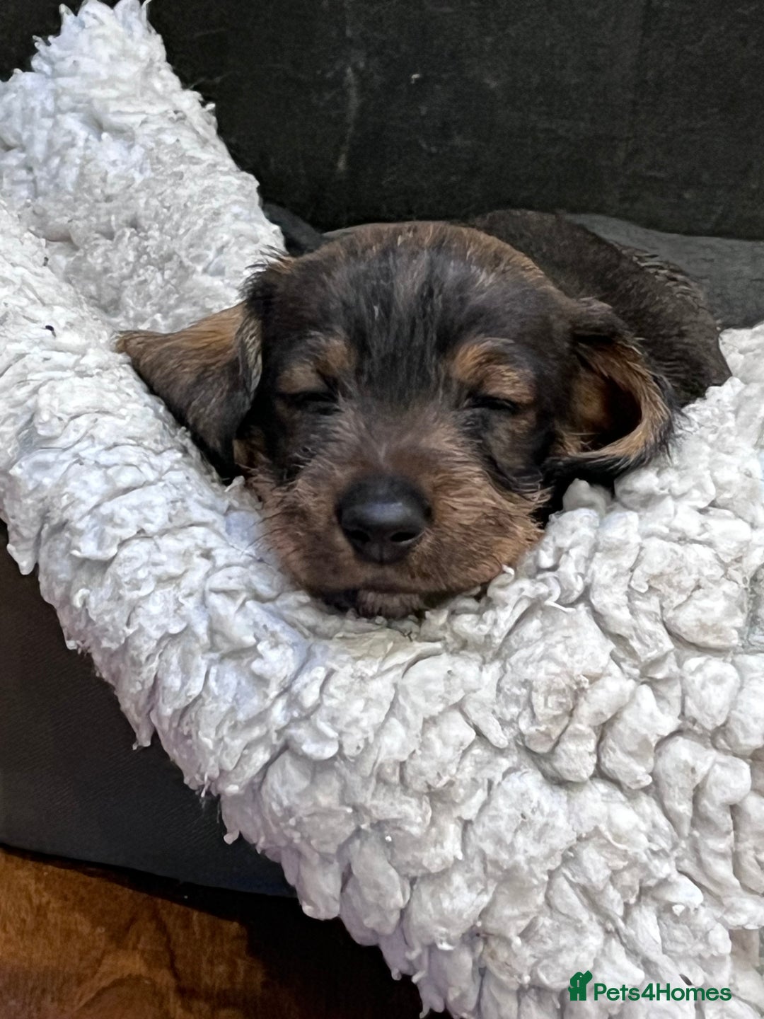 Dachshund dogs for sale: Standard Wire Haired Dachshund puppies - Advert 3