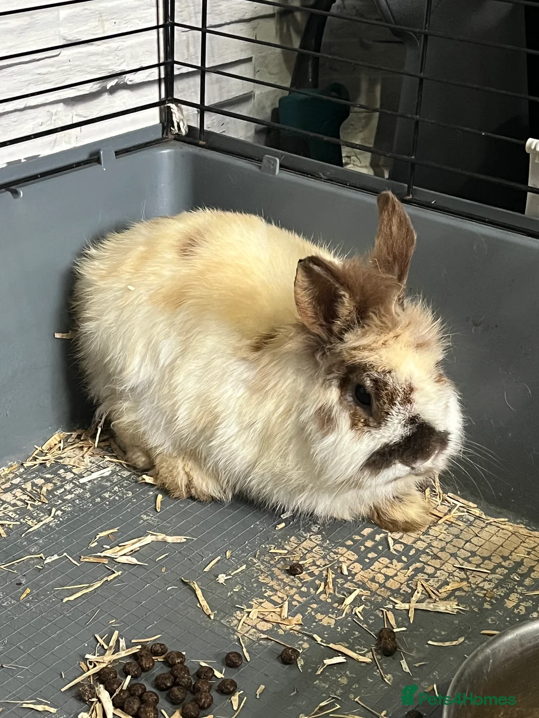 Lionhead rabbits for sale: Lionhead male for sale in Nottingham - Advert 1