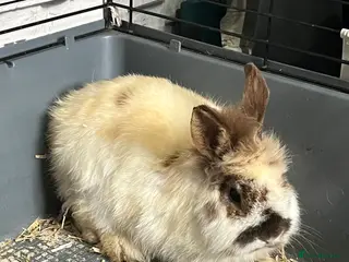 Lionhead rabbits Lionhead male for sale - Advert 16