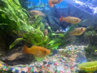 Platies fish for sale: Patties for sale - Advert 1