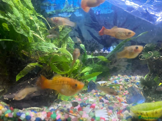 Platies fish Patties for sale - Advert 1