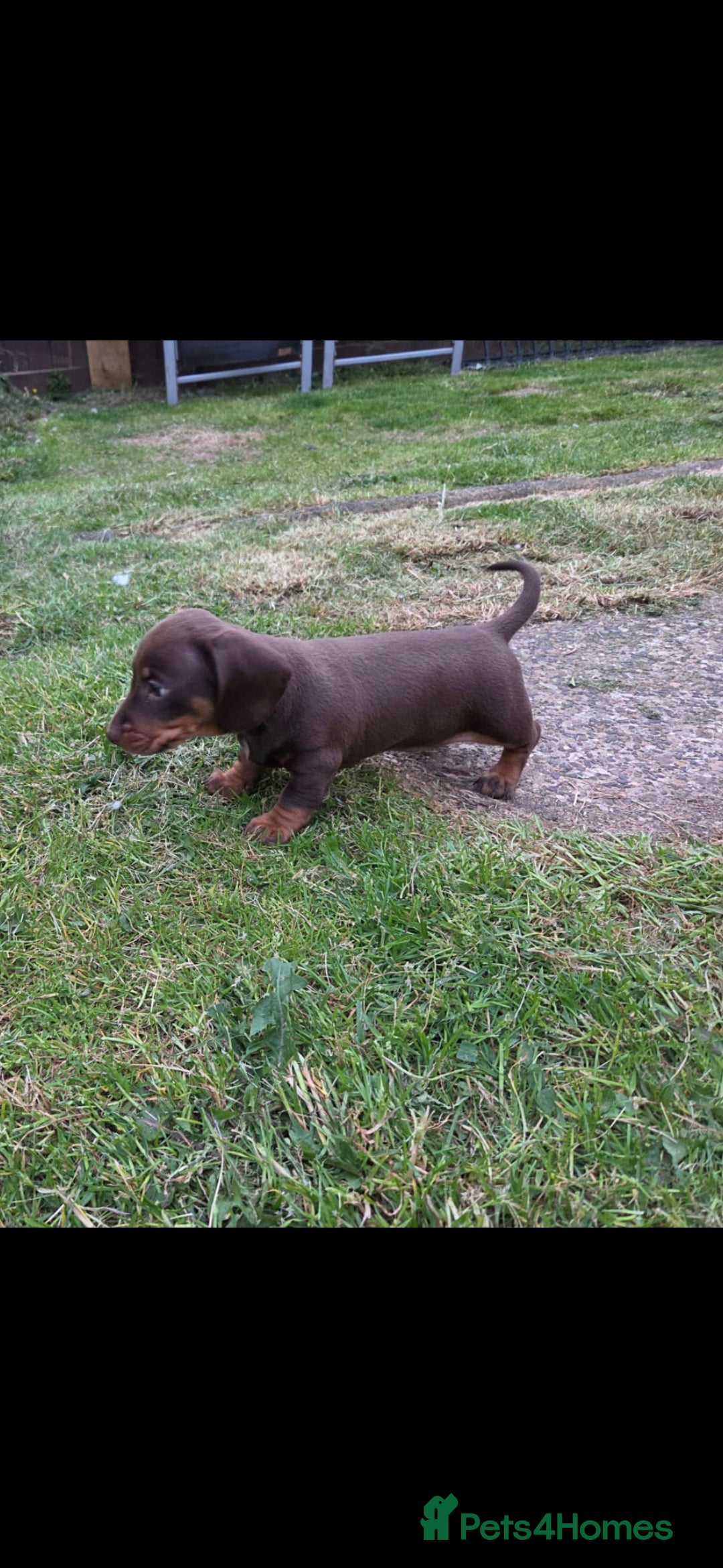 Miniature Dachshund dogs for sale:  Miniature dashound  - Advert 3