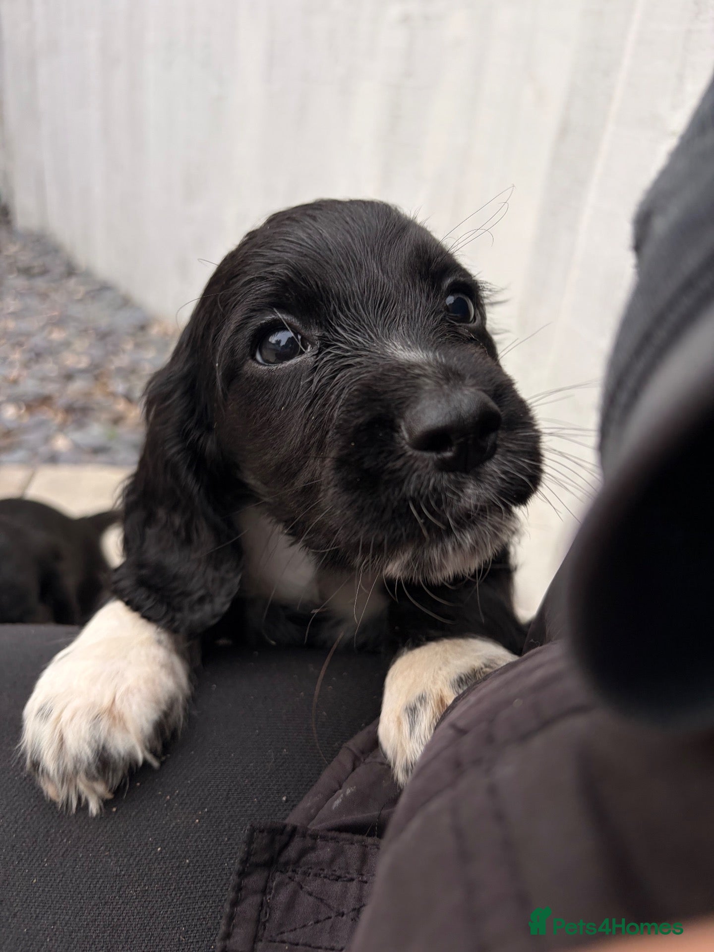 Cocker Spaniel dogs READY NOW - 2 LEFT - Working Cockers ❤️ - Advert 1