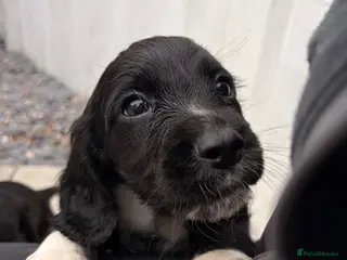 Cocker Spaniel dogs READY NOW - 2 LEFT - Working Cockers ❤️ - Advert 2