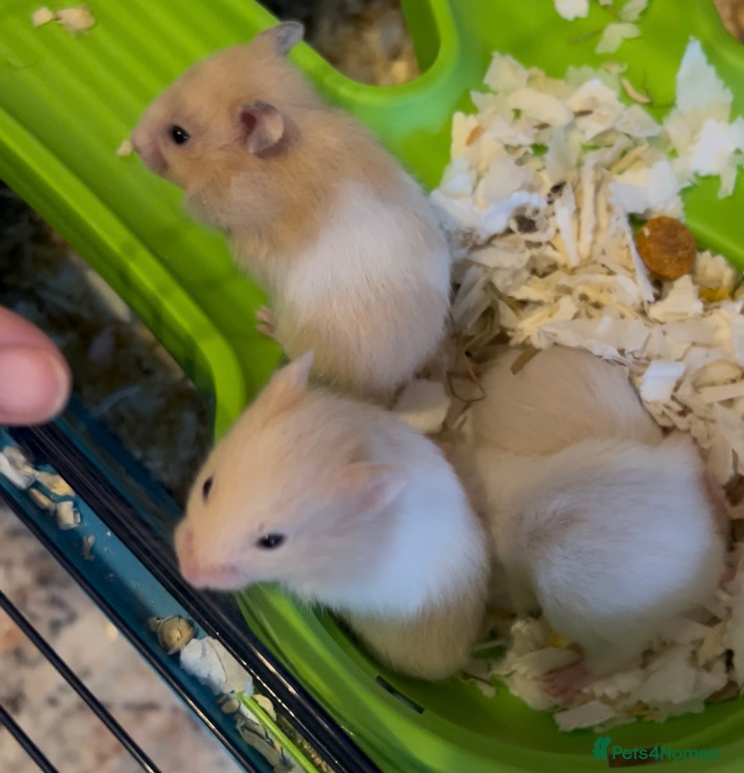 Hamster rodents for sale: Adorable Baby Syrian Hamsters 🐹  - Image 3