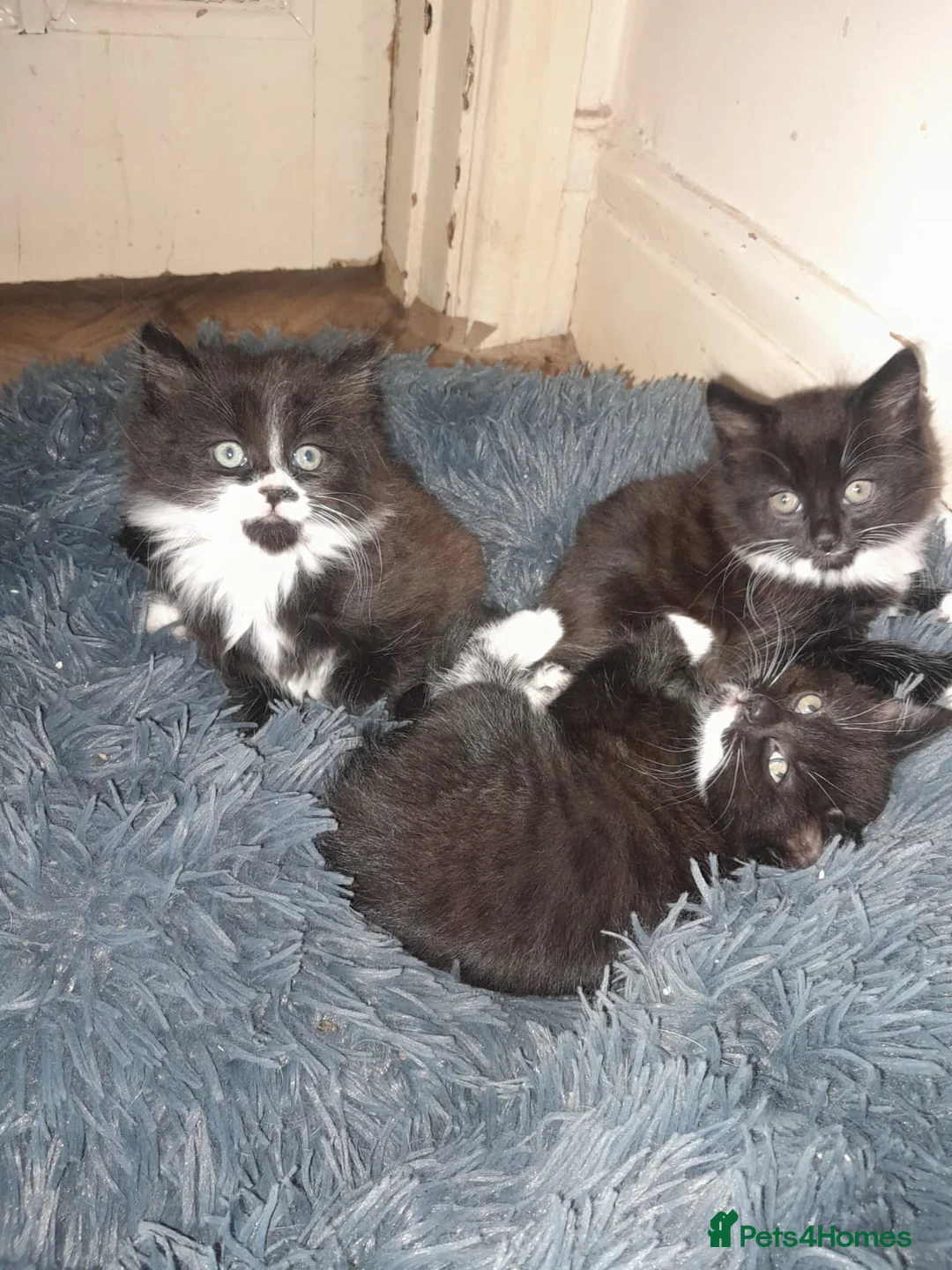 Mixed Breed cats for sale: Black and white kittens - Advert 7