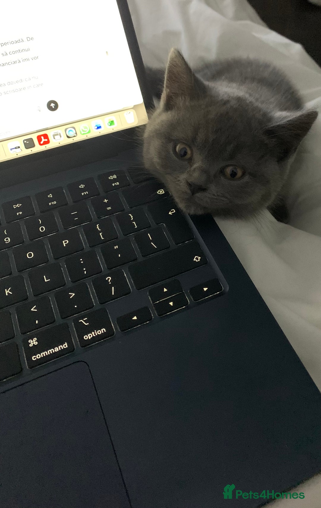 British Shorthair cats for sale: British Shorthair Blue Kittens 💛 Raised with Love - Advert 9