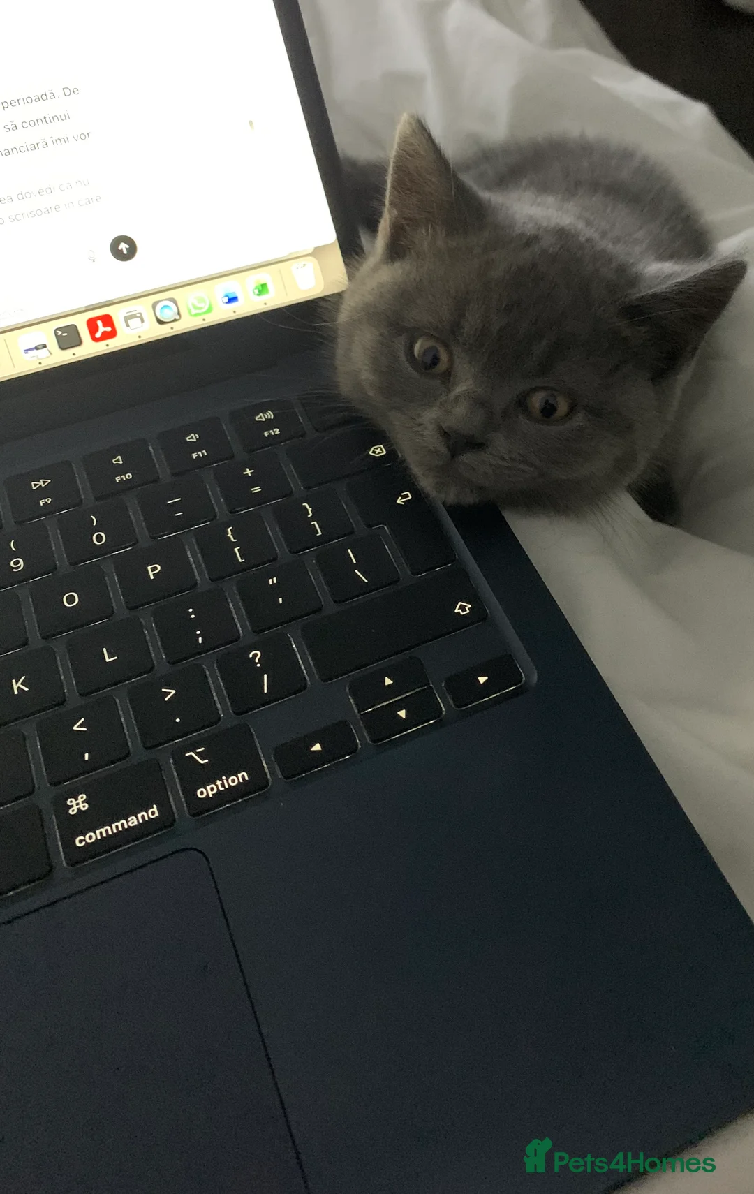 British Shorthair cats for sale: British Shorthair Blue Kittens 💛 Raised with Love - Advert 7