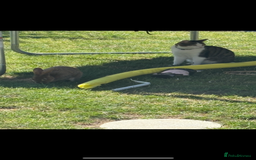 Rex rabbits for sale: Rex rabbits for sale - Image 14