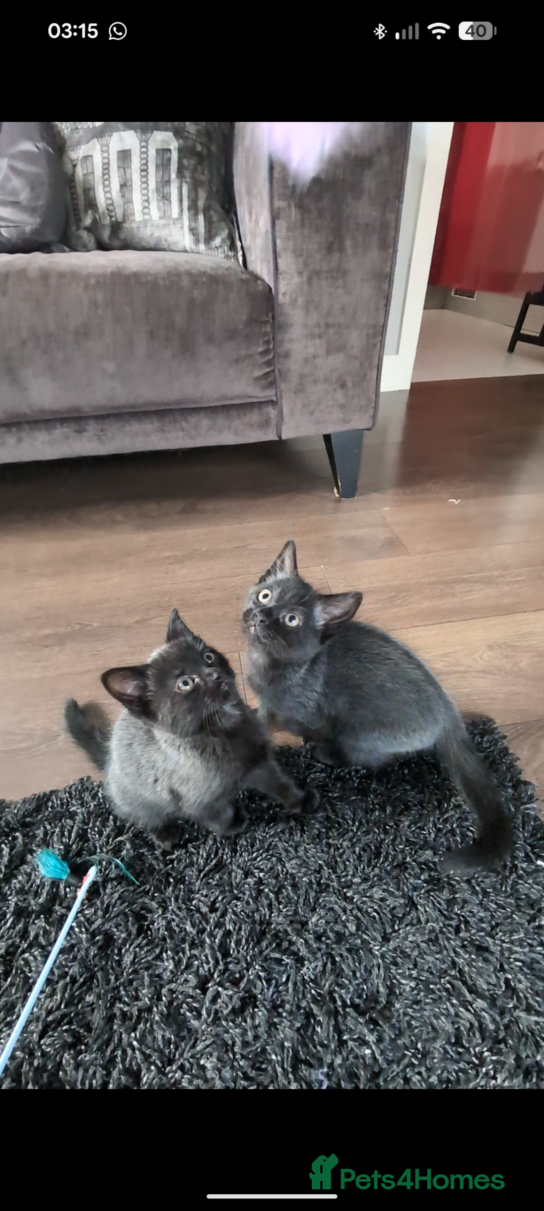 Mixed Breed cats for sale: British longhair X mixed breed  - Advert 9