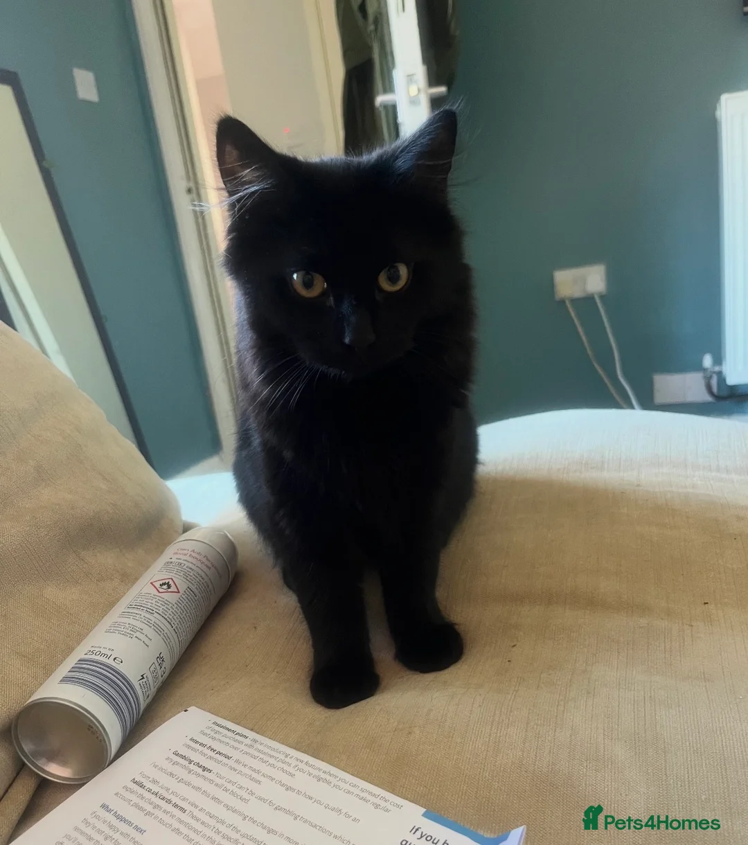 Ragdoll cats for sale: Ragdoll -Billie in Ilkeston - Advert 6