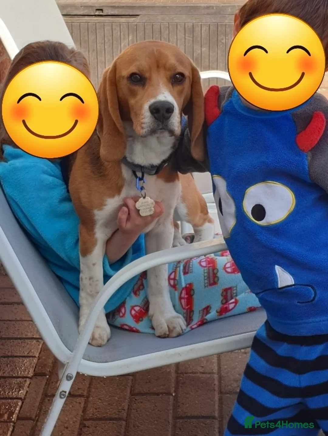 Beagle dogs for sale: KC Reg Pedigree Tri coloured beagles - Advert 3