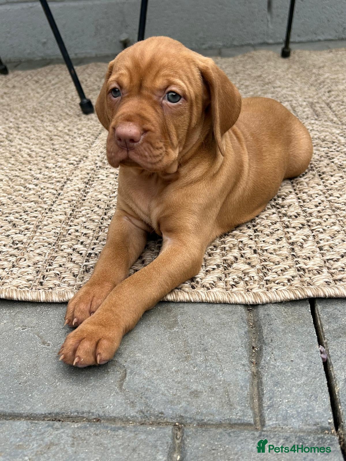 Hungarian Vizsla dogs Gunfield duel purpose - Exceptional Show & Working - Advert 1