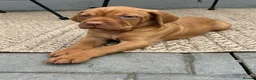 Hungarian Vizsla dogs for sale: Gunfield duel purpose - Exceptional Show & Working - Advert 13