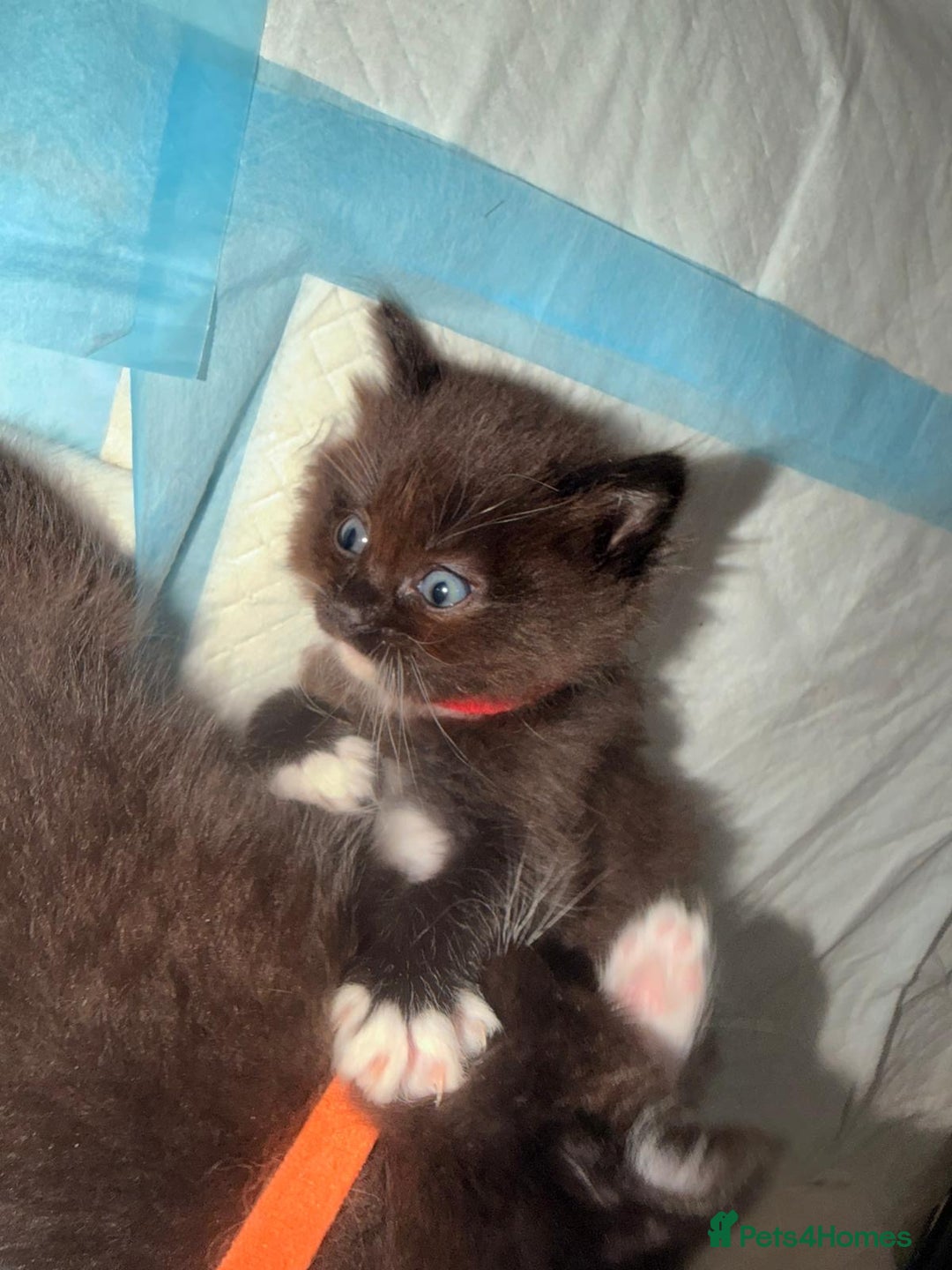 Ragdoll cats for sale: Ragdoll mix kitten - 5 Boys - Advert 5