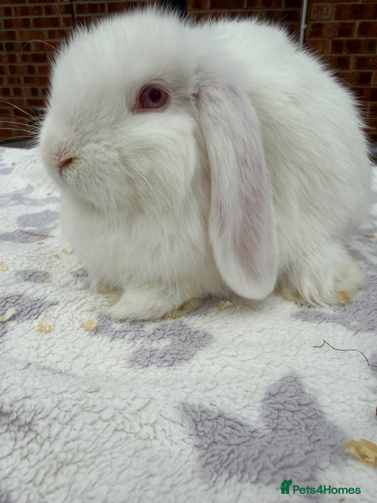 Dwarf Lop rabbits Stunning white dwarf lop girl - Advert 1