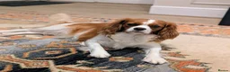 Cavapoo dogs for sale: Beautiful Deep red Cavapoo boys  - Advert 7