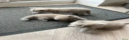 British Shorthair cats for sale: Beautiful lilic grey BSH British shorthair kittens - Advert 7