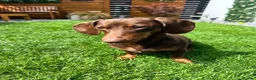 Dachshund dogs for stud: Ralph Chocolate Tan Miniature Dachshund for Stud  - Advert 2
