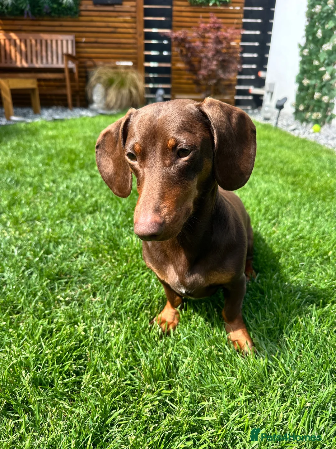 Dachshund dogs for stud: Ralph Chocolate Tan Miniature Dachshund for Stud  - Advert 2