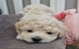 Maltipoo dogs for sale: Rare F2 Toy Maltipoos, DNA Clear + Basic Training - Image 26